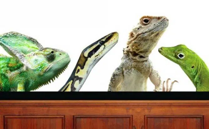 La estrategia “reptiliana”, recurso de moda de abogados exitosos en EE.UU en juicios