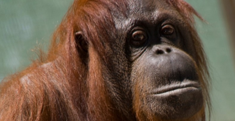 Sandra, la orangután que obtuvo su libertad por decisión del Tribunal Supremo argentino. EP.