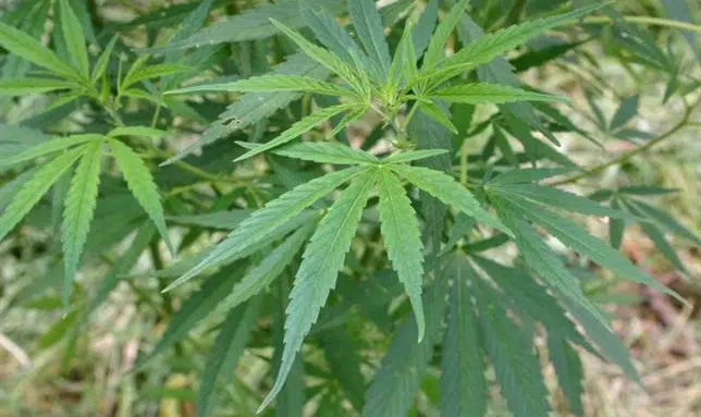 El Supremo ve delictivo cultivar y fumar cannabis en masa, estableciendo una nueva jurisprudencia
