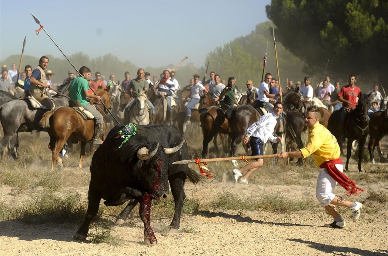 Castilla y León prohíbe por Decreto la muerte del Toro de la Vega