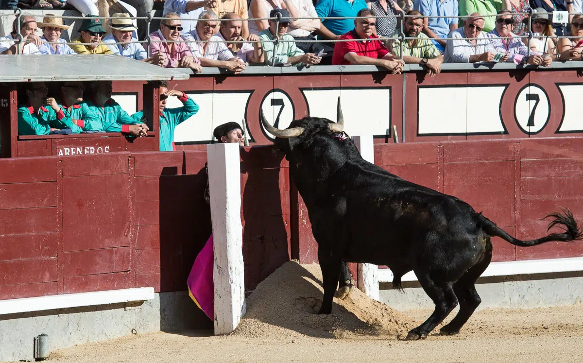 El Tribunal Constitucional no ha debatido la prohibición de los toros en Cataluña