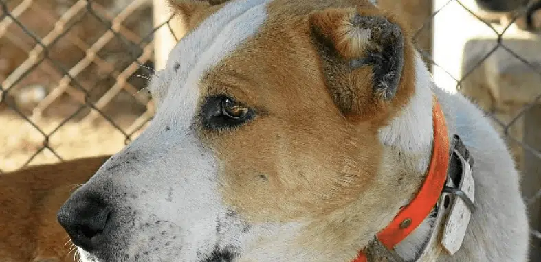 La Fiscalía pide 10 meses de prisión para un hombre por amputar orejas y rabos a sus perros