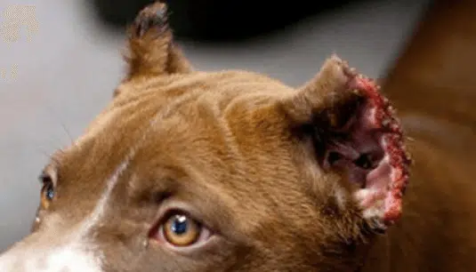 6 meses de cárcel por cortar los rabos y las orejas a diez de sus perros sin sedarlos