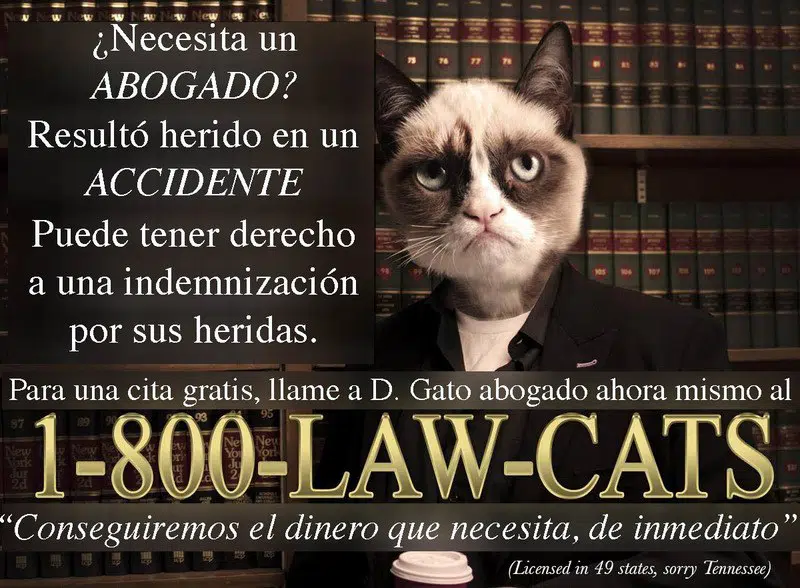Los gatos, ¿profesionales del derecho?