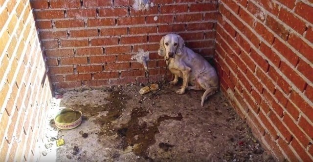 Año y medio de cárcel para un cazador por maltratar a 55 perros de su finca