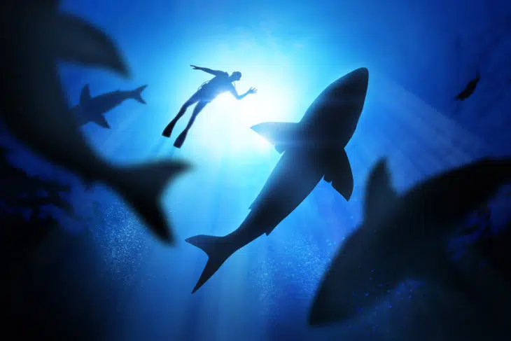 ¿Por qué es importante tener un tiburón en el tanque de agua de tu vida?