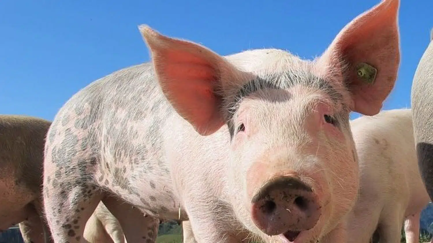 El problema de las macrogranjas, a raíz de la nueva normativa que llega sobre explotaciones porcinas