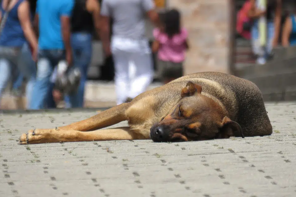 España, paso a paso en su legislación contra el maltrato animal