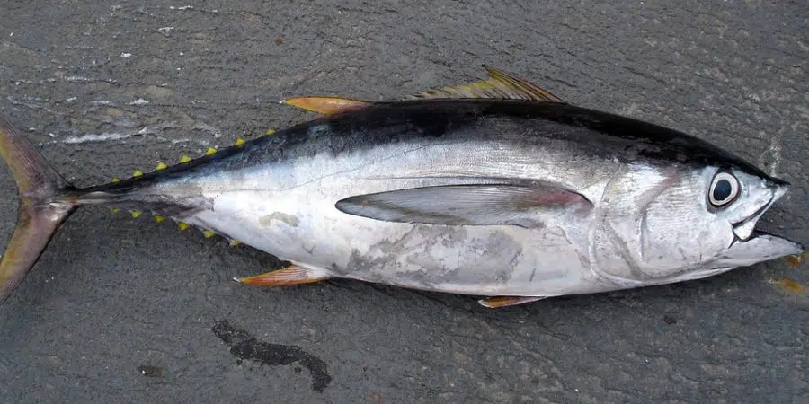 Cae una red que comercializaba en España atunes pescados ilegalmente en Malta e Italia