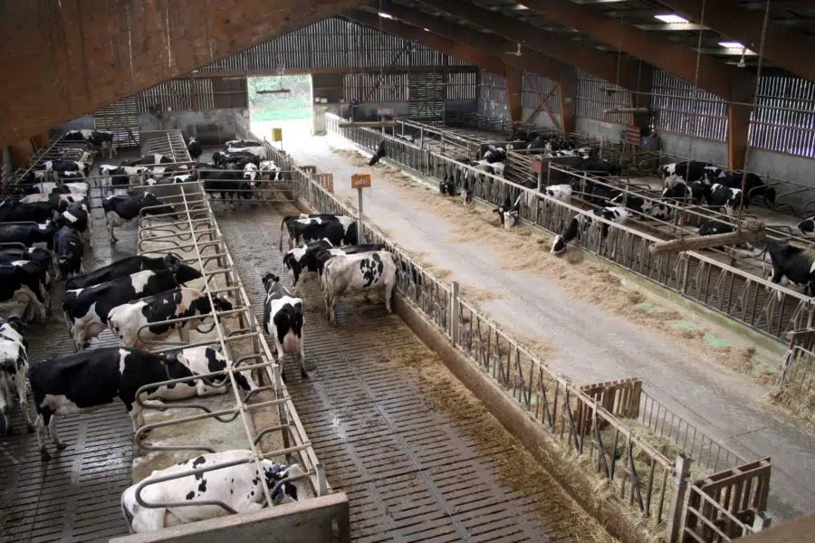 Se impone la ‘doctrina Nestlé’ en la decisión de la AN que anula multas de 88 millones de euros al ‘cartel lácteo’
