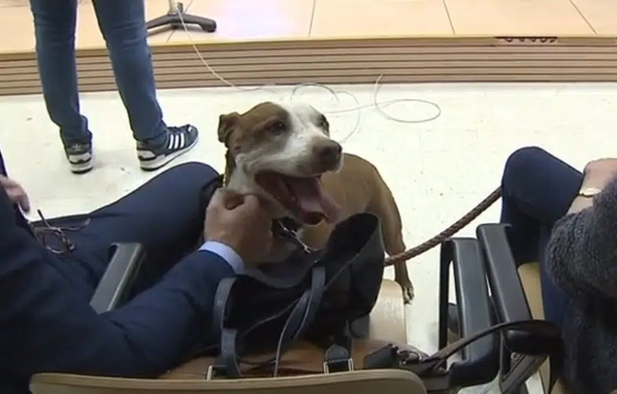 Una jueza de Tenerife cita a una perra como testigo en un juicio por maltrato animal