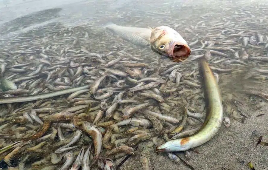 Fiscalía abre una investigación por la muerte masiva de peces y crustáceos en el Mar Menor
