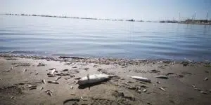 Caso Topillo: El TSJMU obliga a la Comunidad a exigir responsabilidad medioambiental a explotaciones agrícolas por vertidos al Mar Menor