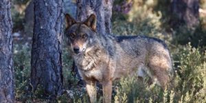 Primera condena en España por matar un lobo, especie protegida