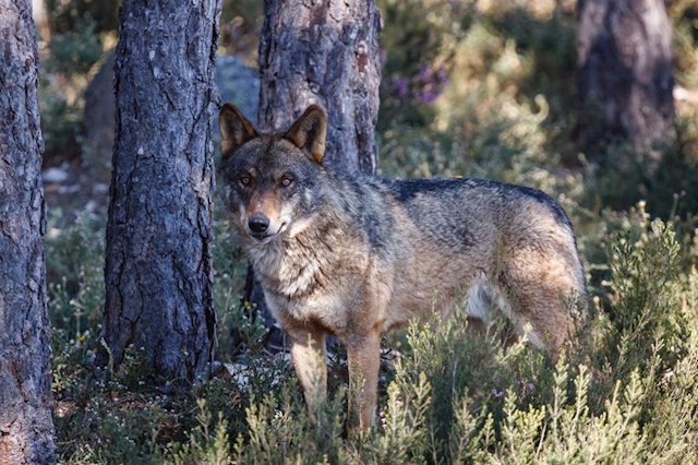 La caza del lobo quedará prohibida en toda España a partir de mañana