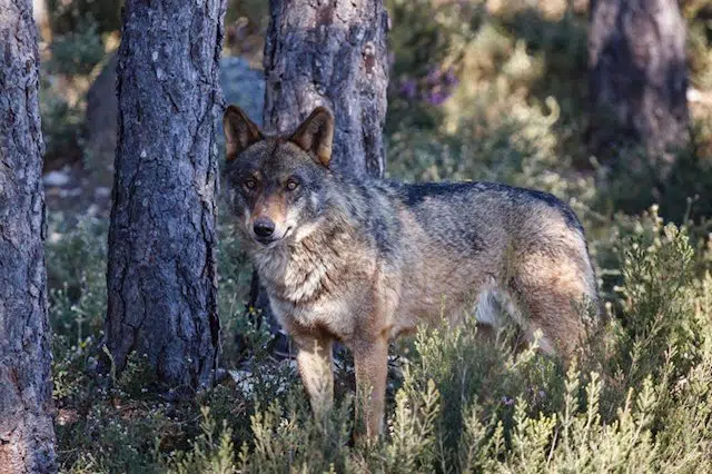 El TC declara inconstitucionales y nulos los preceptos de la ley de CyL que permitían la caza del lobo al norte del Duero