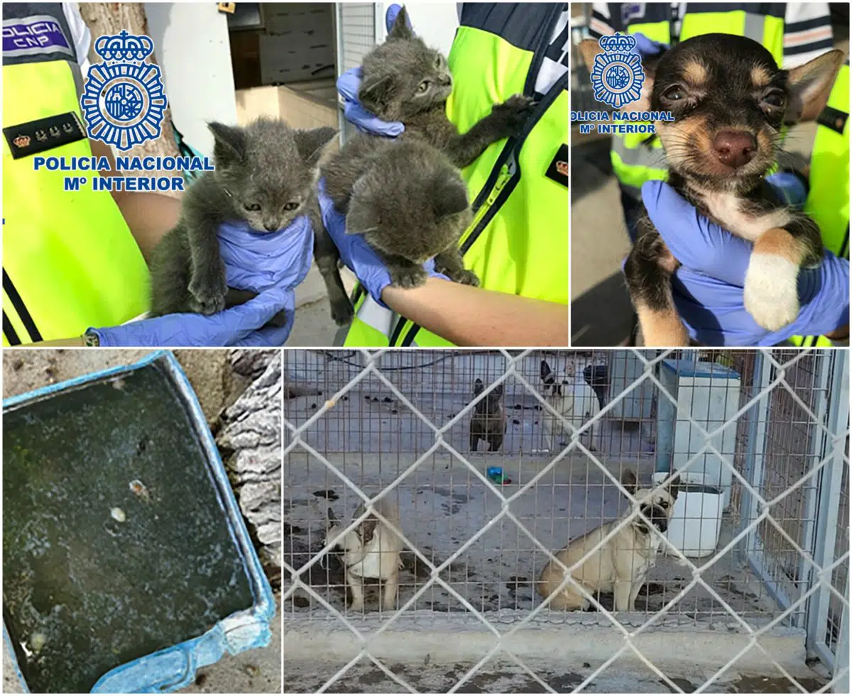 La Policía desmantela un criadero ilegal de perros y rescata a 17 cachorros en ‘pésimas condiciones’