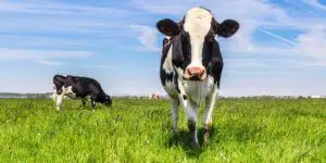 Despachos y fondos de inversión se disputan las demandas de los ganaderos afectados por el cártel de la leche