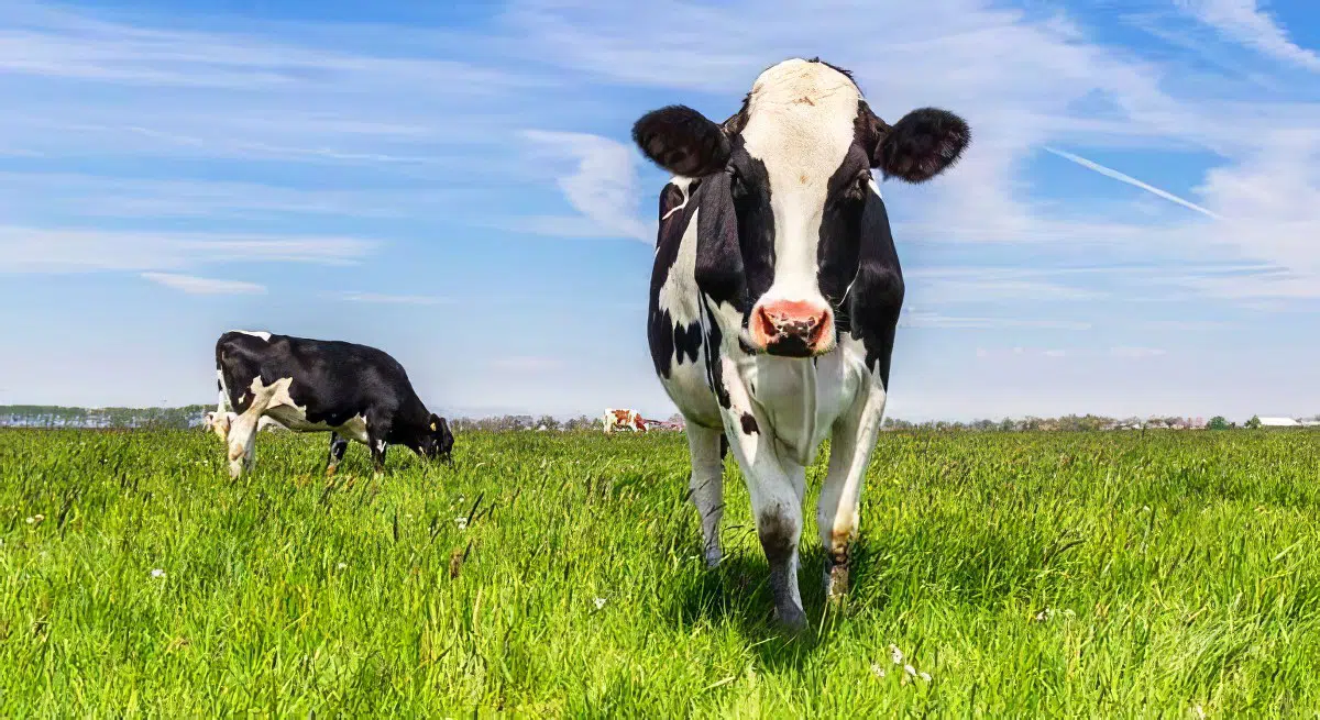 Despachos y fondos de inversión se disputan las demandas de los ganaderos afectados por el cártel de la leche