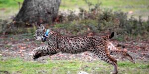 Una jueza condena a dos años y un día de cárcel a un cazador por matar a un lince ibérico: Está en peligro de extinción