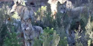El TSJCyL eleva consulta al TJUE antes de resolver el recurso de ASCEL contra el plan que permite cazar lobos al norte del Duero