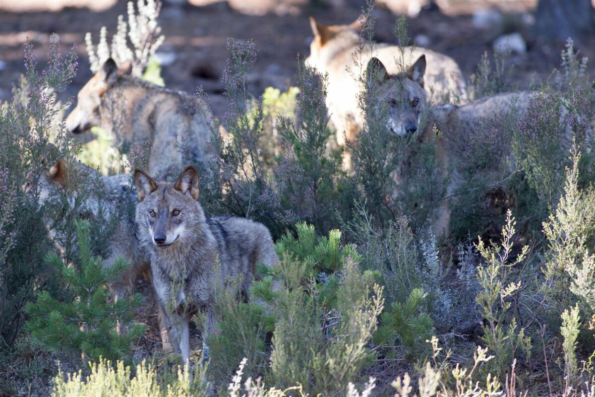 La caza del lobo quedará prohibida en toda España antes del 25 de septiembre