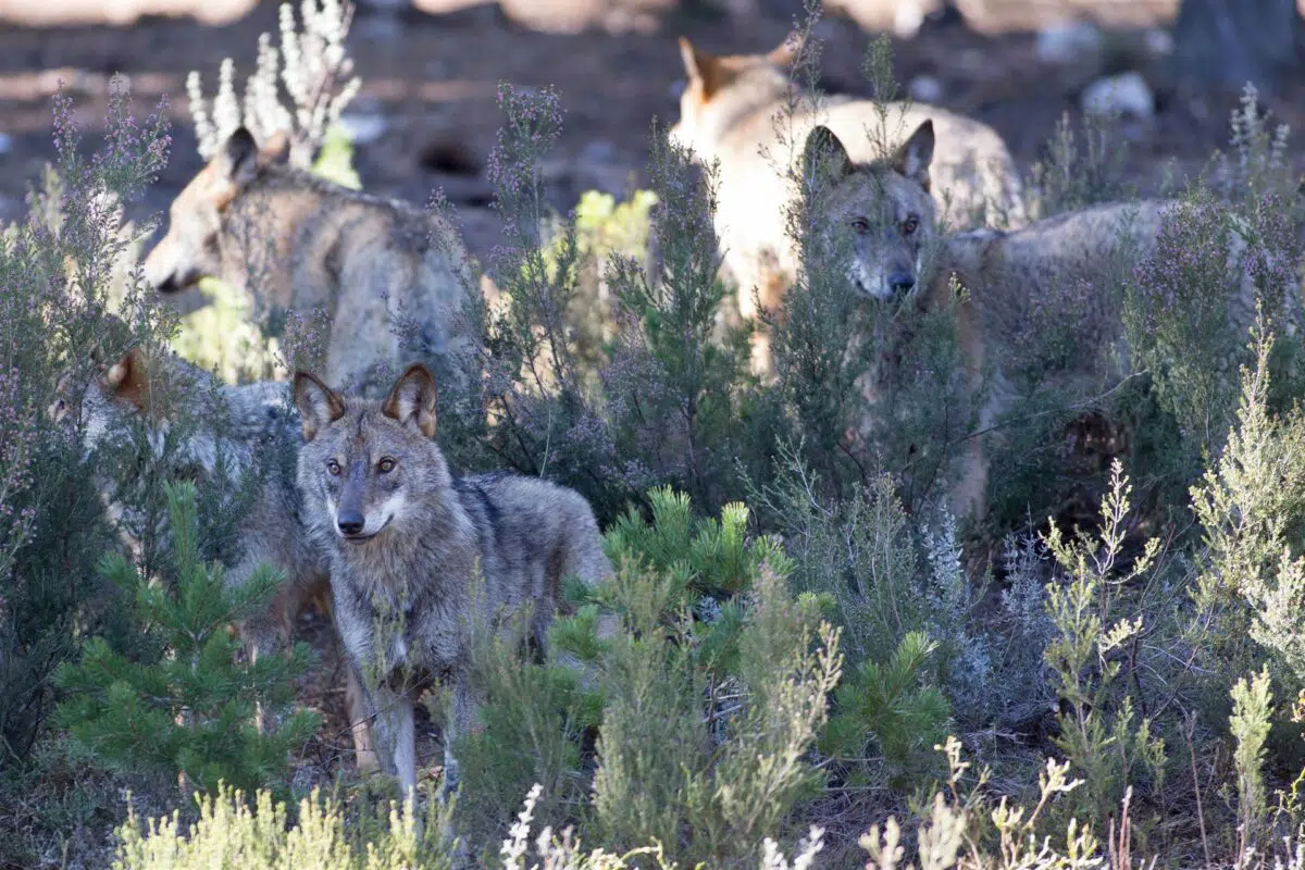 La AN rechaza la suspensión solicitada por la Xunta de la orden que prohíbe la caza del lobo en toda España