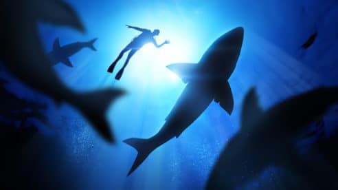 ¿Por qué es importante tener un tiburón en el tanque de agua de tu vida?