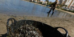 Caso Topillo: El TSJMU obliga a la Comunidad a exigir responsabilidad medioambiental a explotaciones agrícolas por vertidos al Mar Menor