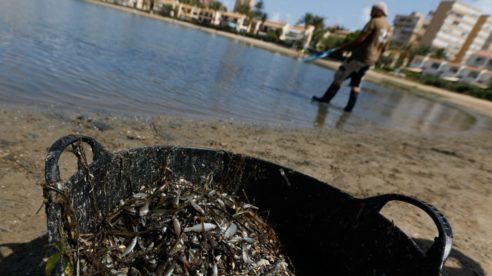 El TSJMU obliga a la Comunidad a exigir responsabilidad medioambiental a explotaciones agrícolas por vertidos al Mar Menor