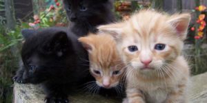 Problemas vecinales: Tener muchos animales en casa que alteren la convivencia de la comunidad puede privarte del uso de una vivienda en propiedad