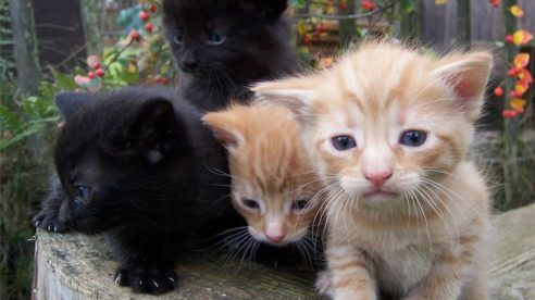 Problemas vecinales: Tener muchos animales que alteren la convivencia de la comunidad puede privar de la vivienda en propiedad