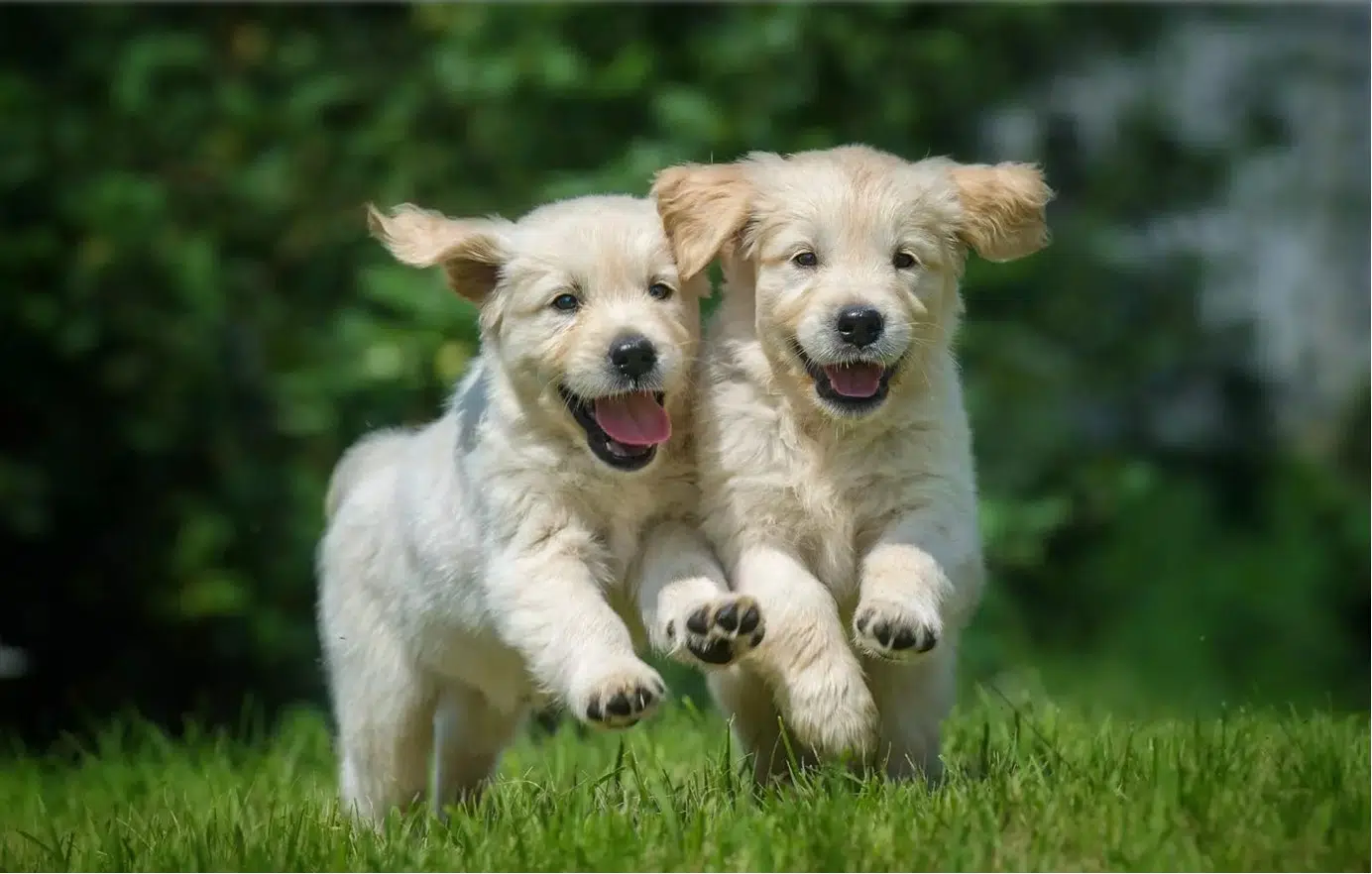 En abril entrará en vigor la reforma del Código Penal en materia de maltrato animal y en septiembre la ley que obliga a hacer un curso para tener perro