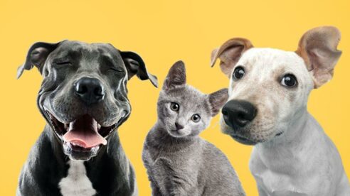 Ya somos la familia y uno más: nuestra mascota