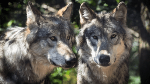 La abogada Pilar Martínez defiende que la estrategia para la conservación de los lobos debe incluir compensaciones para los ganaderos