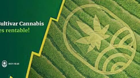 La AN admite la querella colectiva contra la plataforma de inversión piramidal en cannabis Juicy Fields