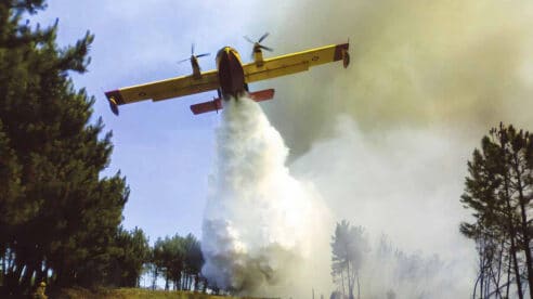 Intereses económicos detrás de los incendios forestales