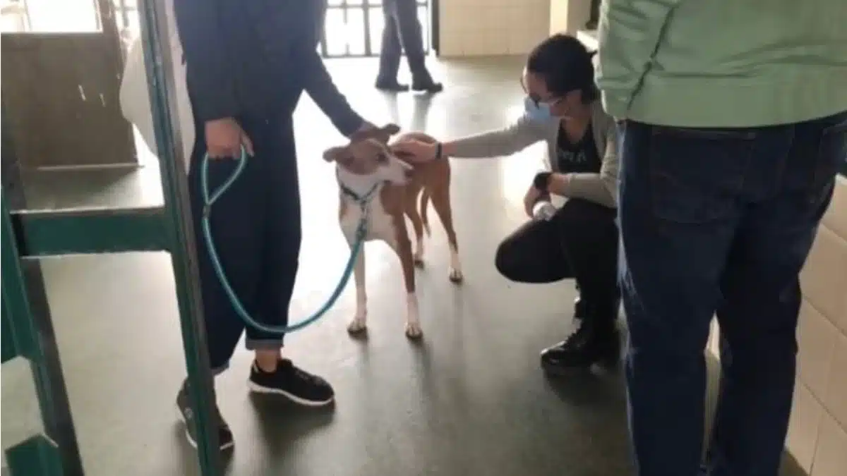 Proyecto Freesoul hace de la prisión de Valdemoro una casa de acogida para perros abandonados que rehabilita a animales e internos