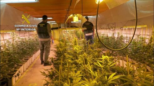 España es el «granero de marihuana de Europa» por la falta de castigo de los enganches eléctricos ilegales
