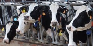 El TS condena a un ganadero por estafa: Inyectó a 144 vacas una bacteria para cobrar la indemnización del sacrificio