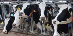 El TS condena a un ganadero por estafa: Inyectó a 144 vacas una bacteria para cobrar la indemnización del sacrificio
