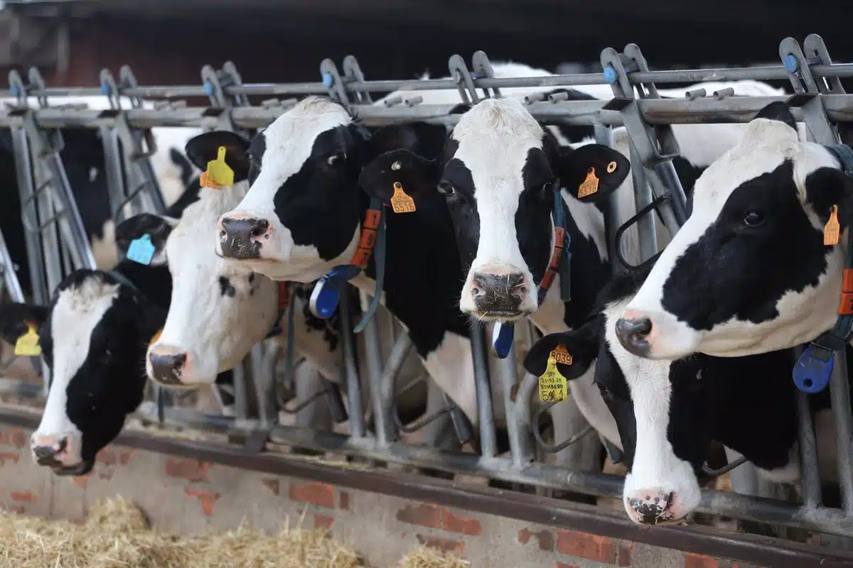 Presentadas las primeras seis demandas contra el ‘Cártel de la leche’ de una reclamación colectiva de más de 7.000 ganaderos