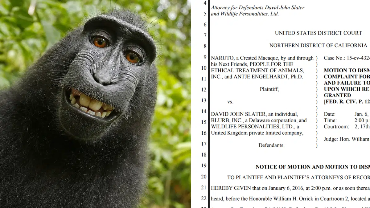 El ‘selfie’ de un mono que desencadenó una batalla legal por derechos de autor en Estados Unidos