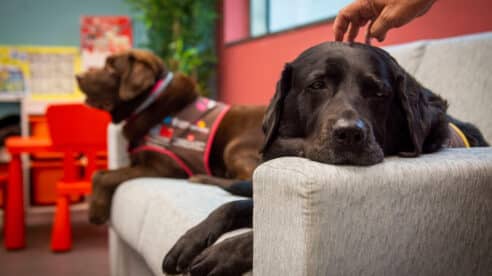 El programa ‘Perros en los juzgados de menores’, impulsado por Purina y Dogtor Animal, aumenta su demanda un 90 %