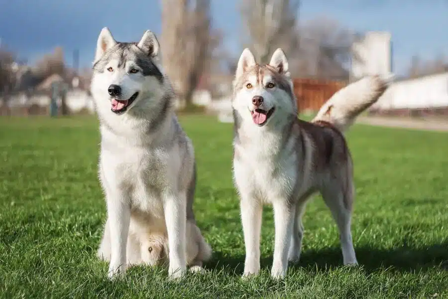Huskies