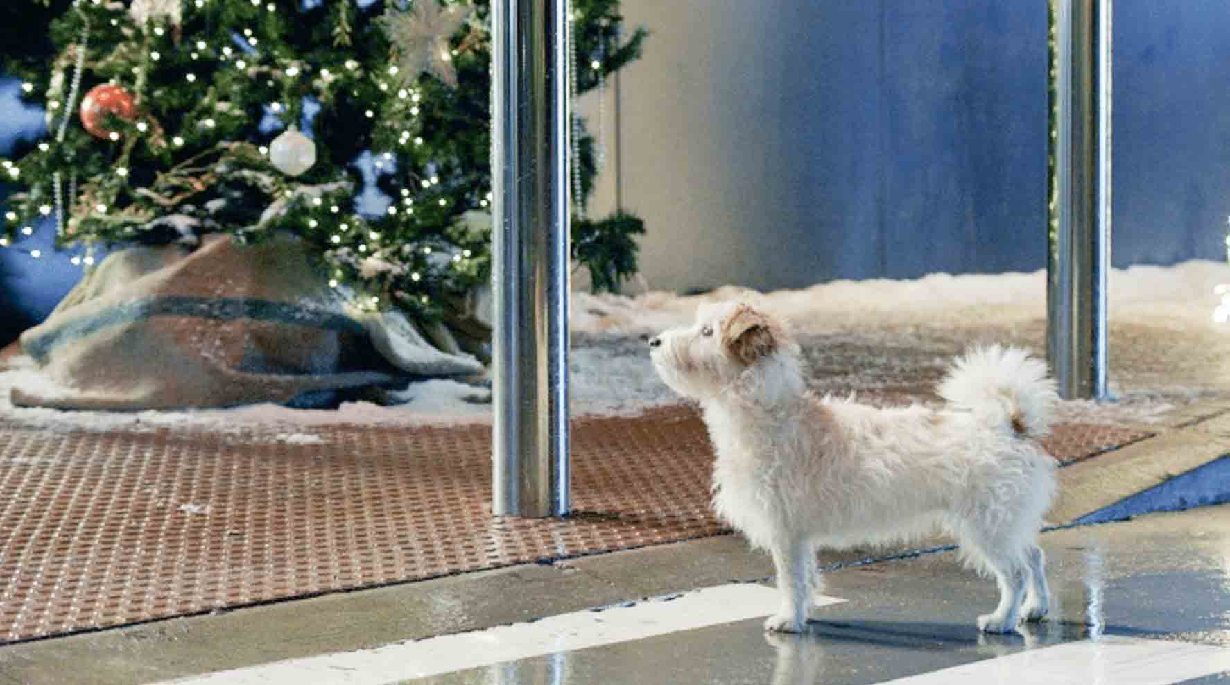 Primera Navidad con la ley de Bienestar Animal: lo que tienes que saber antes de regalar un perro