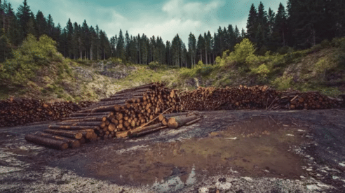 Una de cada tres compañías carece de compromisos frente a la deforestación, según Global Canopy