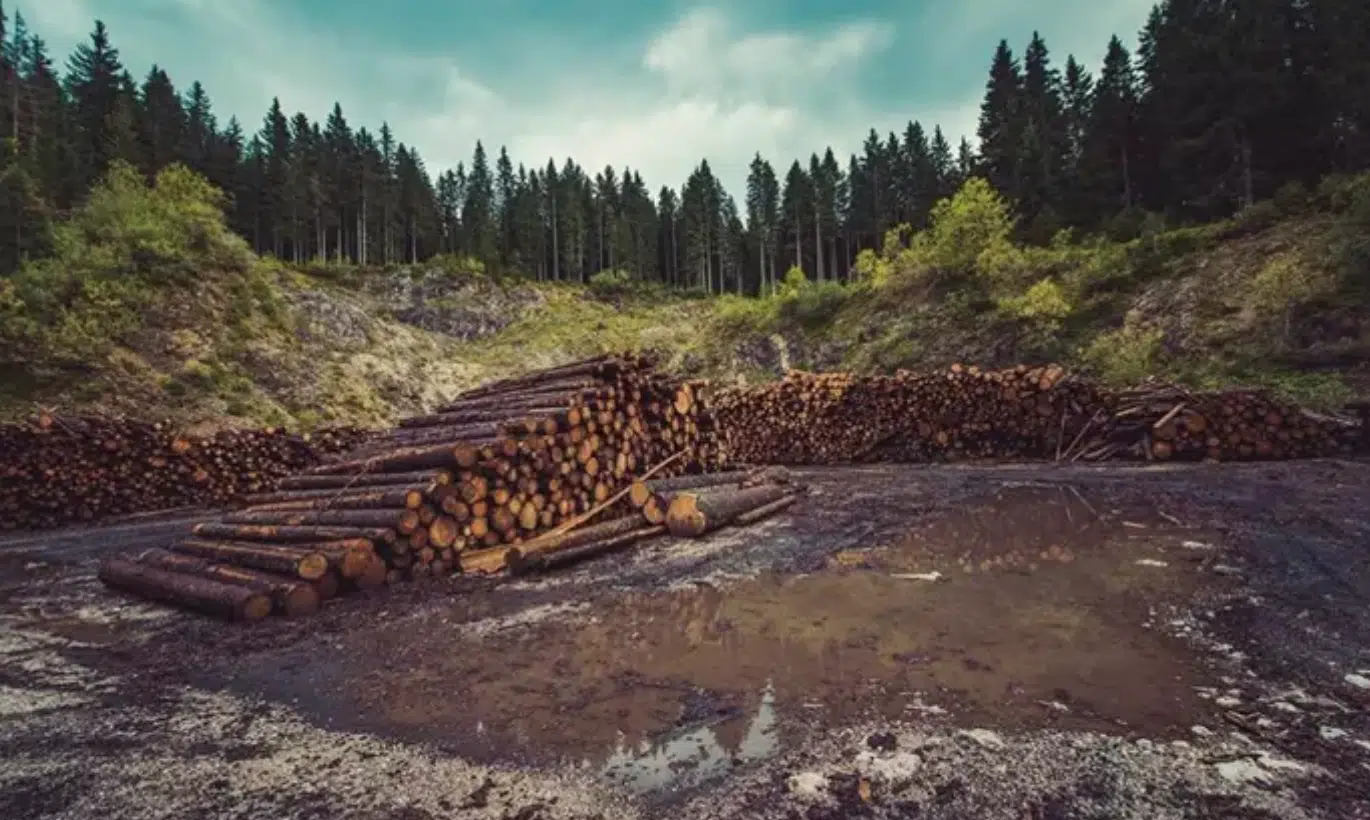 Una de cada tres compañías carece de compromisos frente a la deforestación, según Global Canopy