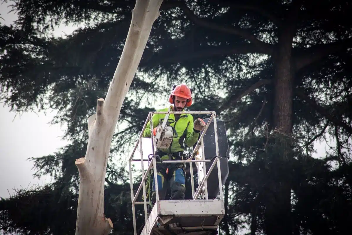 Multas de 500.000 euros en el caso de la tala de árboles del Paisaje de la Luz: «el legislador no se autocastiga»
