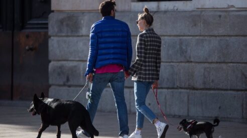 ¿Quién se queda al perro tras un divorcio?: régimen de visitas y pensión alimenticia